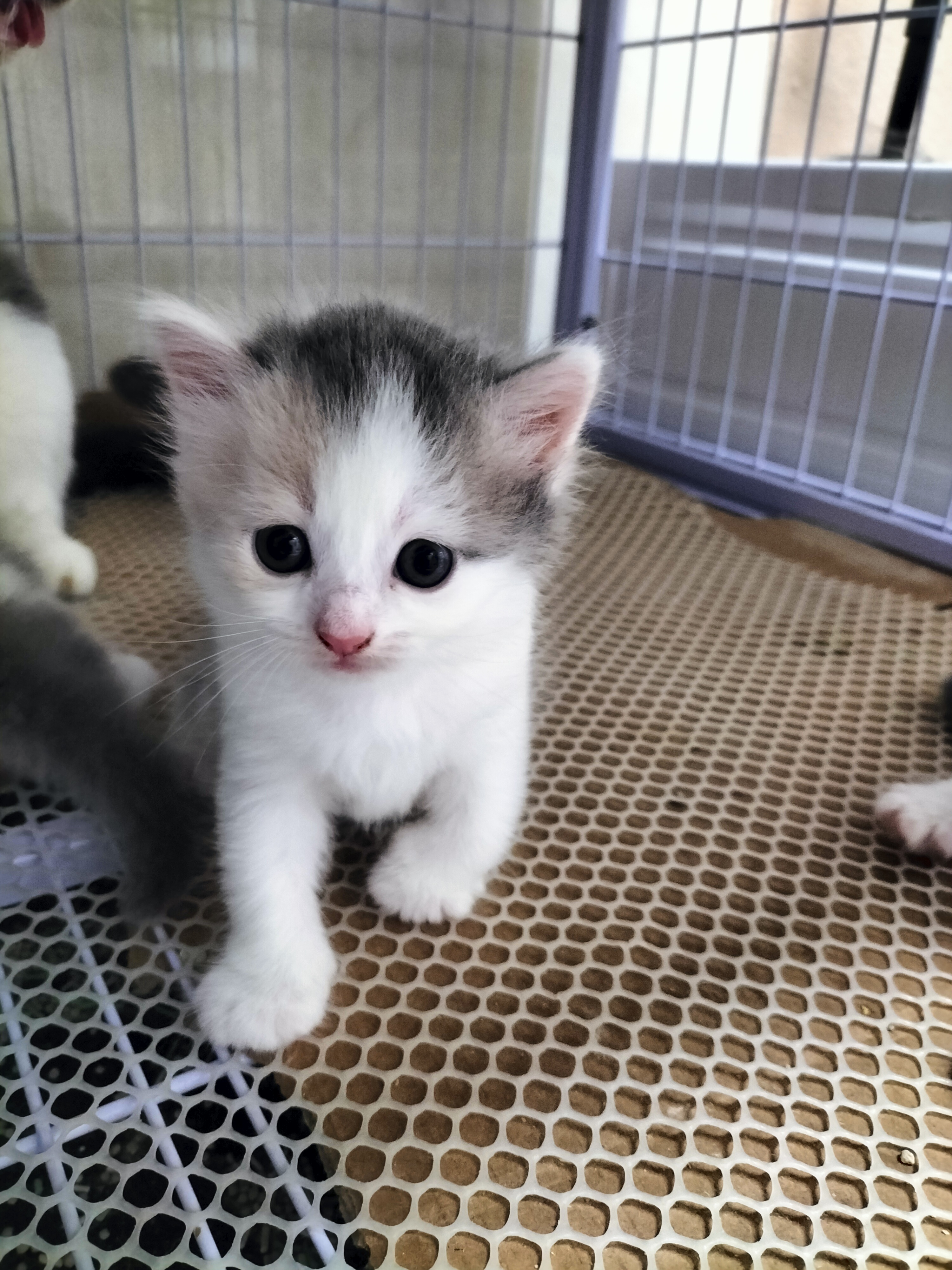 英国短毛猫